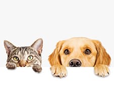 Apteeker annab nõu: kuidas kaitsta lemmikloomi puukide eest?