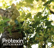 Mida teha, kui kassil või koeral on kõhulahtisus?