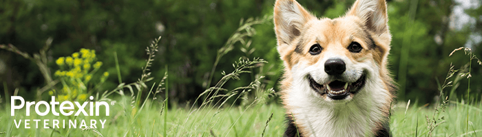 Mida teha, kui kassil või koeral on kõhulahtisus?