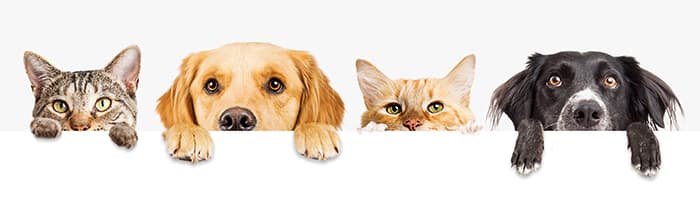 Apteeker annab nõu: kuidas kaitsta lemmikloomi puukide eest?